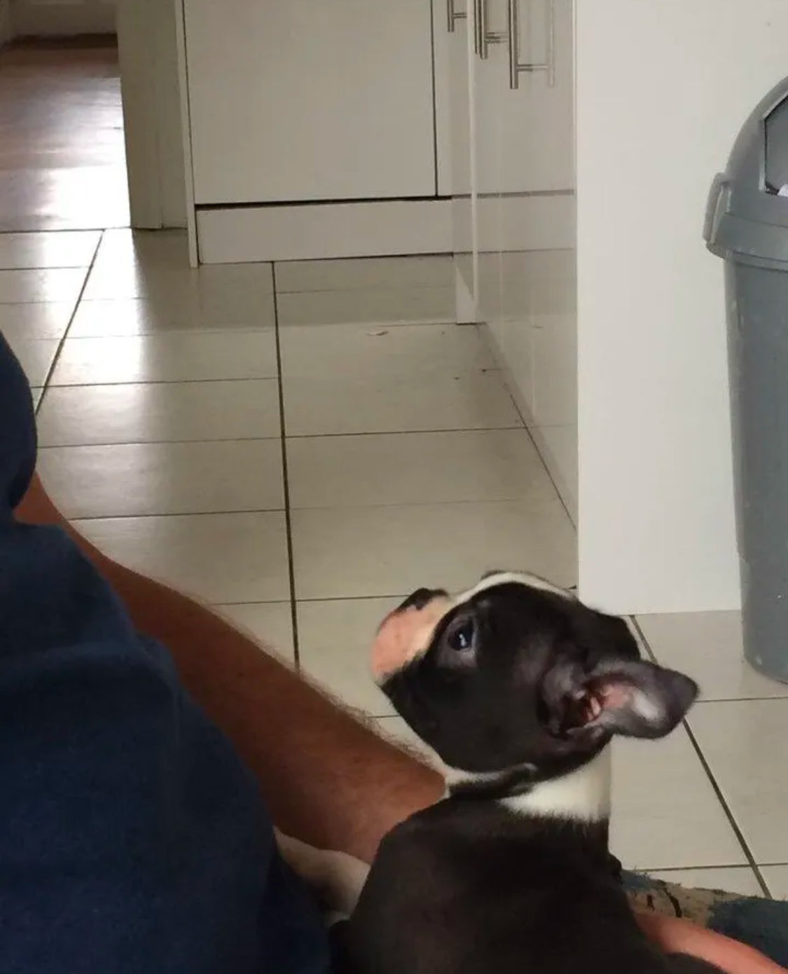 Welcome Home, Little One: Your Puppy Essentials Guide