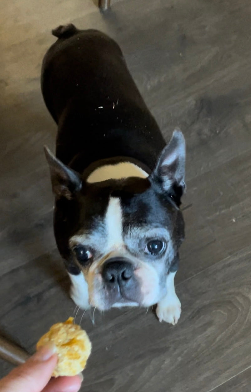 Doggy Treats